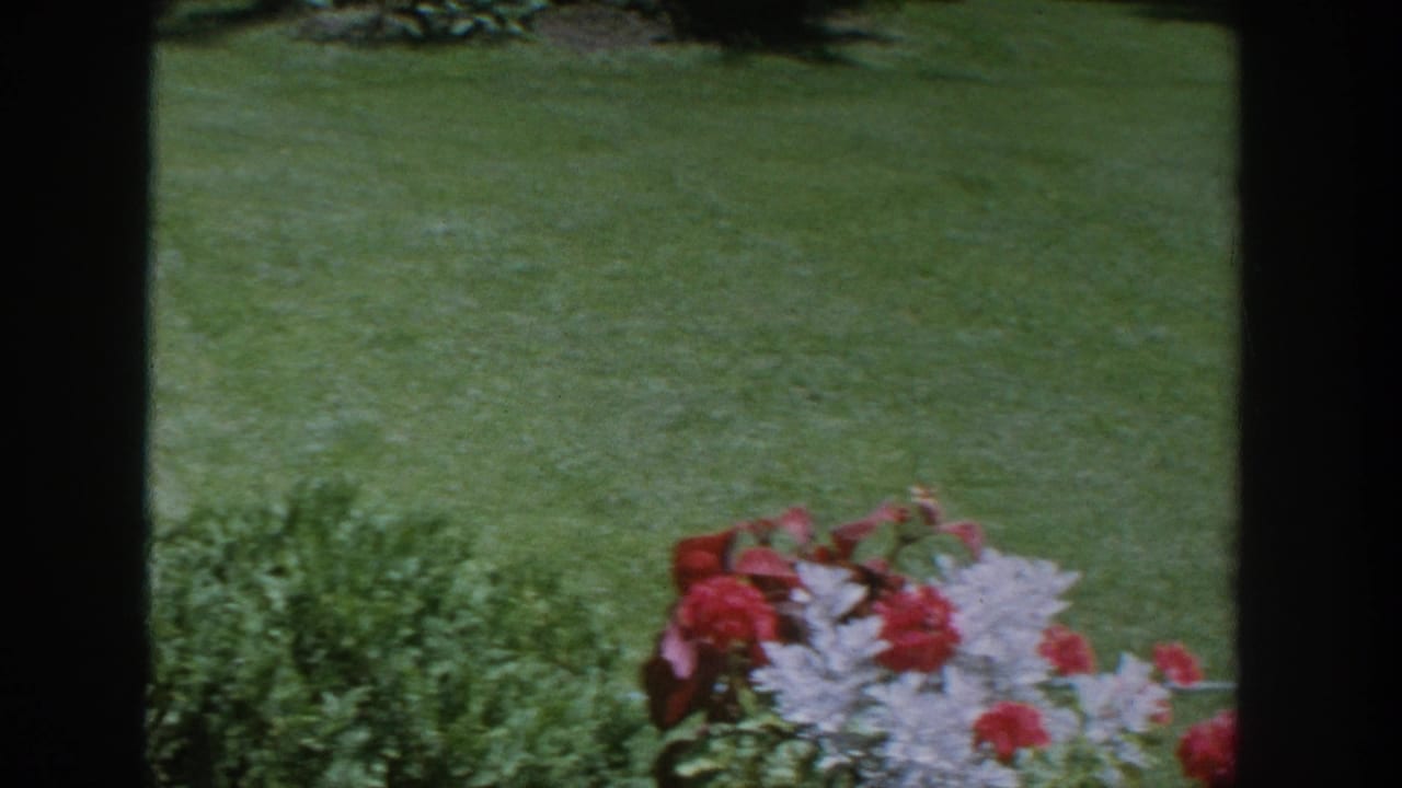 Green lawn with red flowers and pale foliage near the lower right edge.