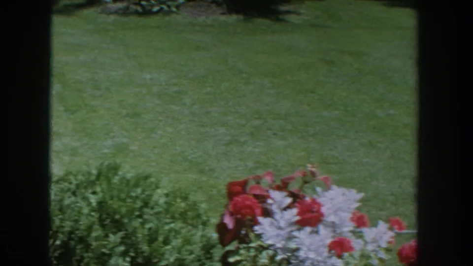 1964 Wisconsin garden view with open grass and a partial potted floral arrangement entering the frame.