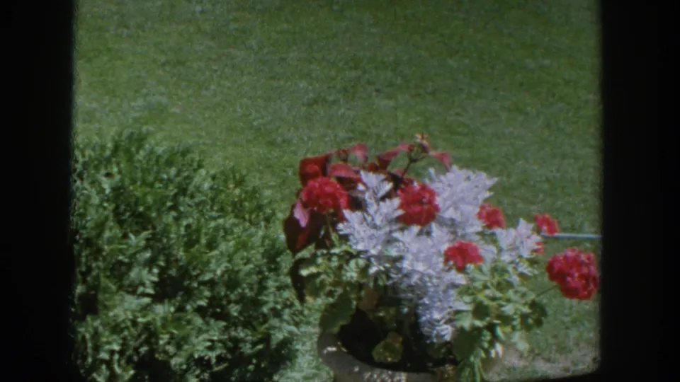 Close garden detail from the 1964 Wisconsin home movie, showing red flowers and silvery foliage against a lawn.