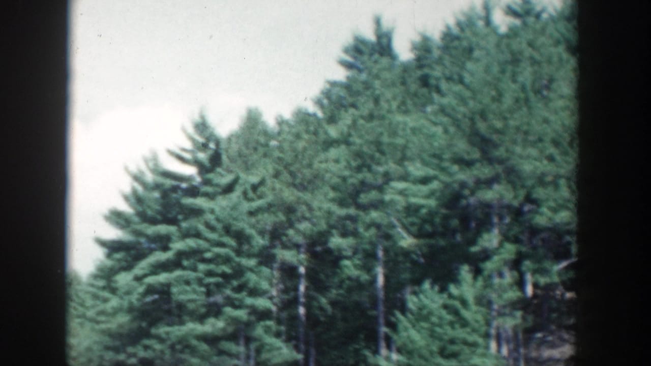 1964 Wisconsin 8mm frame showing evergreen trees and dense greenery beside a river, with soft focus and dark frame edges.