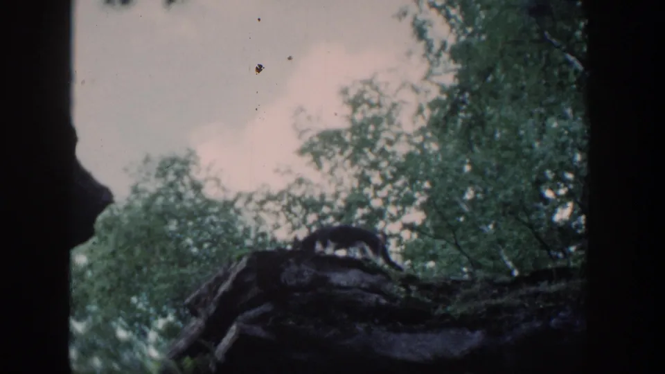 1964 Wisconsin 8mm frame showing the dog crossing between rock surfaces in a wooded outcrop, with the person mostly out of view.