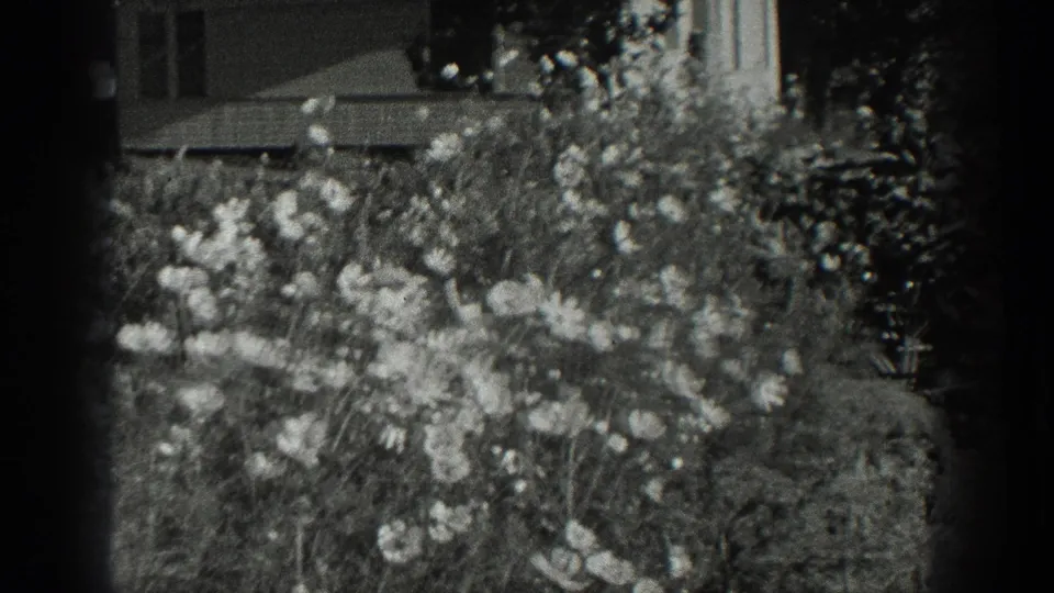 Black-and-white 1936 California home-movie frame shows wildflowers and grasses, with part of a distant building behind them.