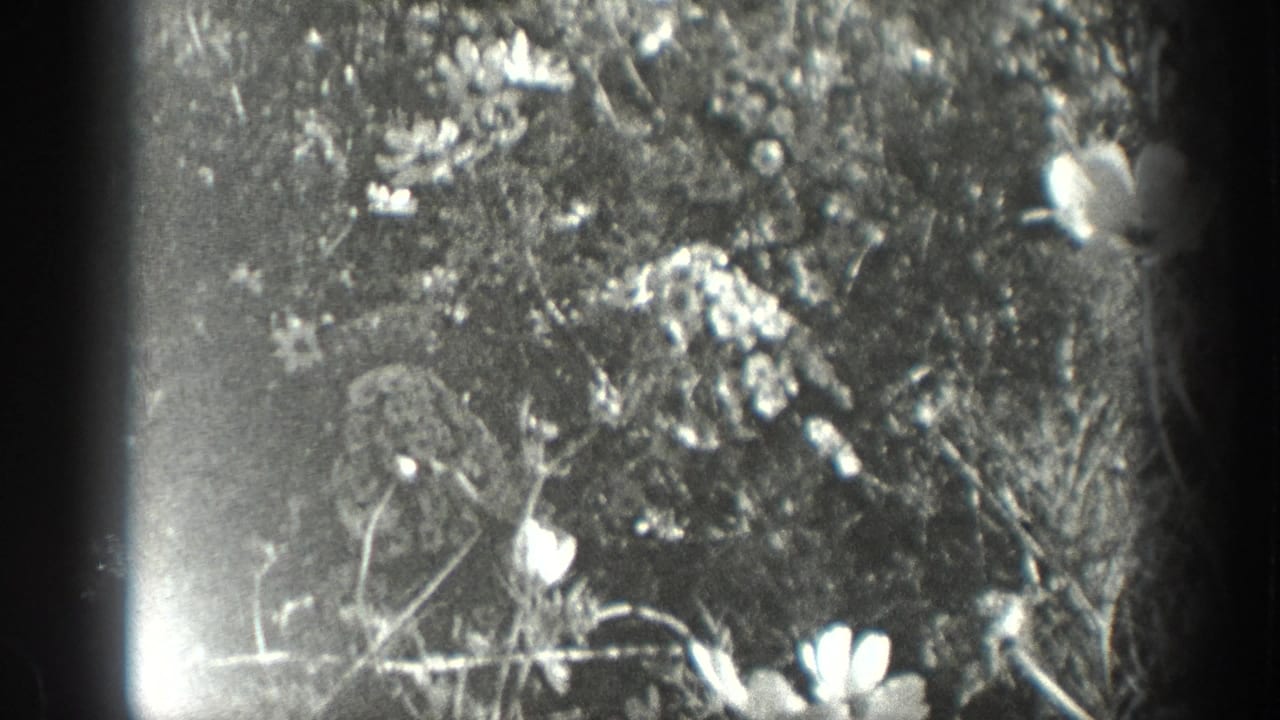 1936 California 8mm frame showing small flowers, leaves, and tangled garden foliage in soft focus beside a dark film edge.