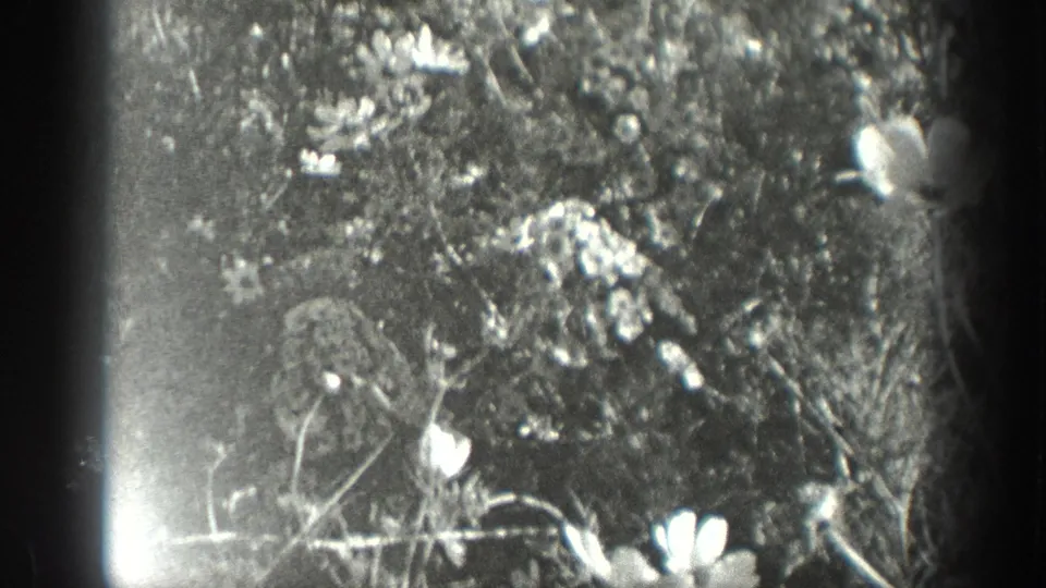 1936 California 8mm frame showing small flowers, leaves, and tangled garden foliage in soft focus beside a dark film edge.