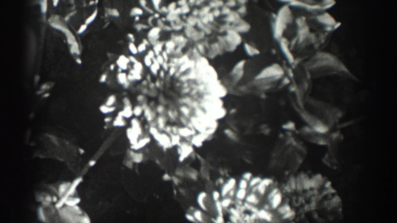 Black-and-white 8mm close-up of bright blossoms and leafy stems, with the 1936 California setting supported by metadata.