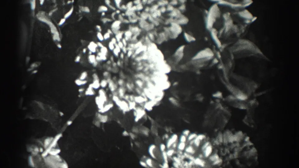 Black-and-white 8mm close-up of bright blossoms and leafy stems, with the 1936 California setting supported by metadata.