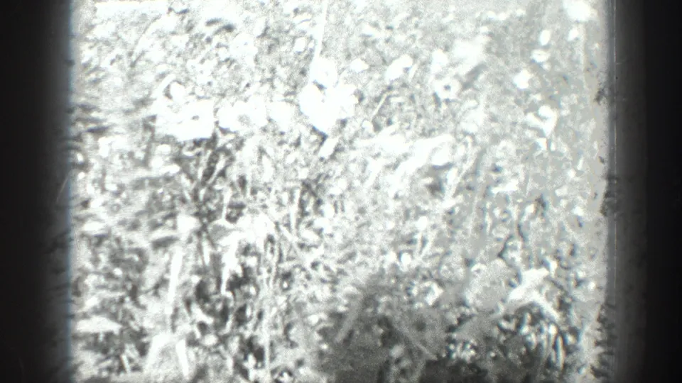 1936 California home-movie frame with washed-out flowers, leaves, and grass, bordered by a dark 8mm film edge shadow.