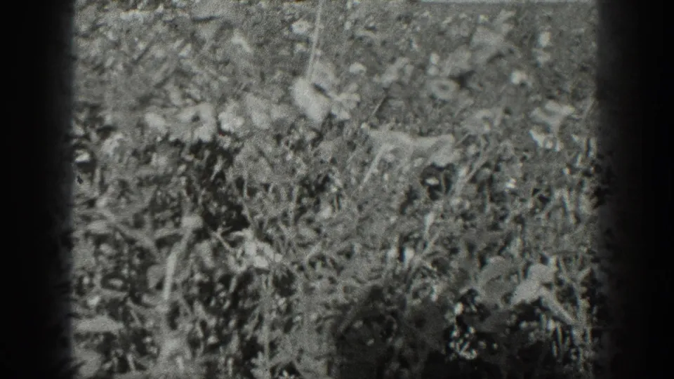 Soft 8mm view of dense grass, small flowers, and low bushes, identified by metadata as California footage from 1936.