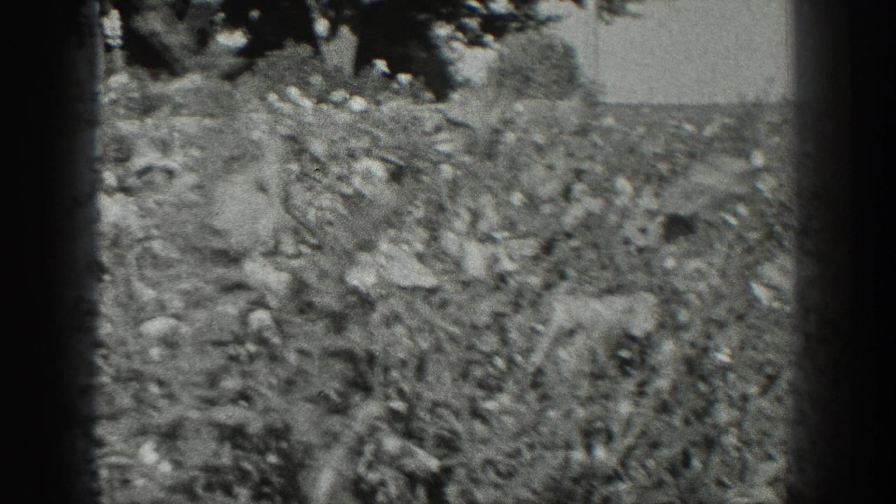 1936 California 8mm frame showing dense garden foliage, soft focus, bright sky, and dark gate edges.