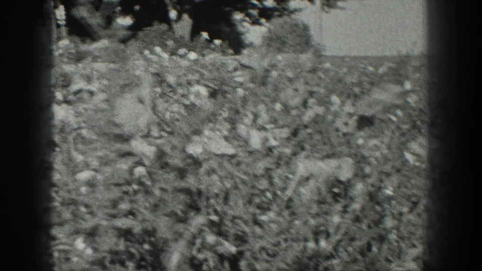 1936 California 8mm frame showing dense garden foliage, soft focus, bright sky, and dark gate edges.