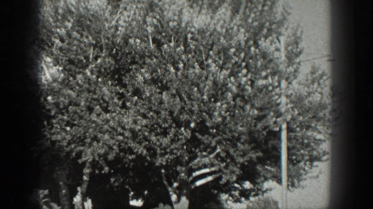 1936 California outdoor 8mm frame with trees, shrubs, a possible pole, and strong black frame edges.