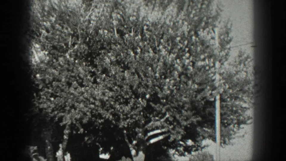 1936 California outdoor 8mm frame with trees, shrubs, a possible pole, and strong black frame edges.