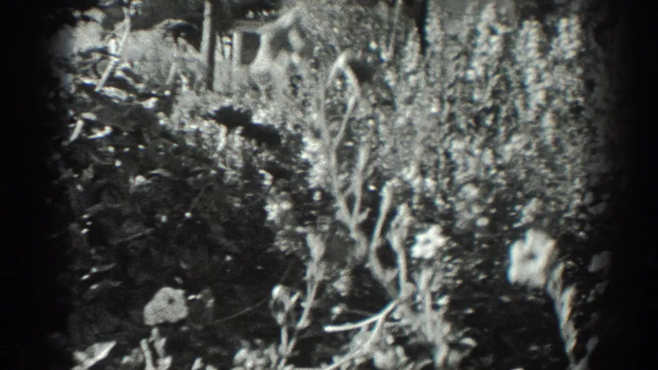 1936 California 8mm frame with tall garden plants, shrubs, trees, and a partially hidden fence or garden feature.
