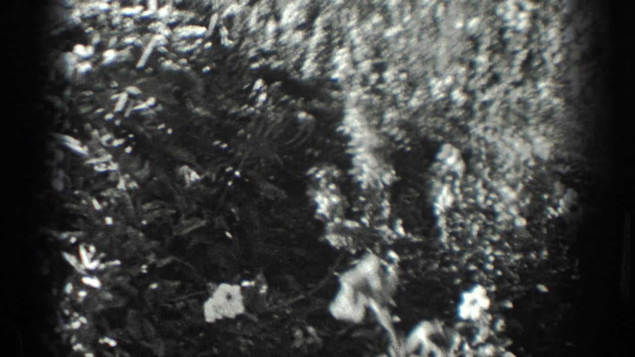 1936 California home-movie frame showing dense garden plants and flowers in soft black-and-white 8mm texture.