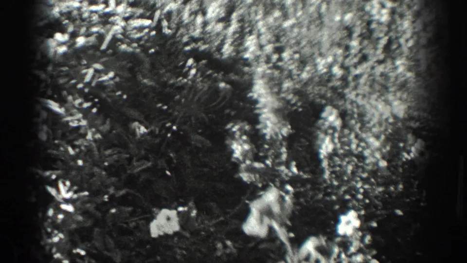 1936 California home-movie frame showing dense garden plants and flowers in soft black-and-white 8mm texture.