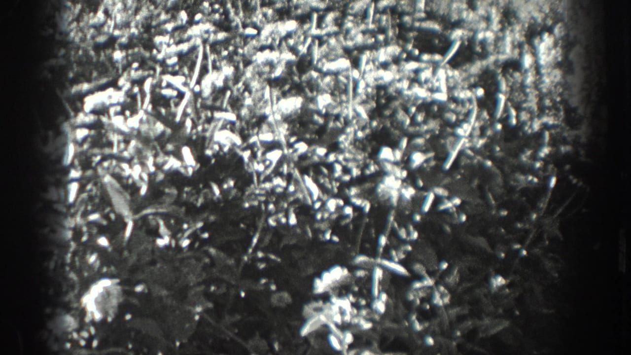 Close view of bright leaves and flowers in a shaded garden bed.