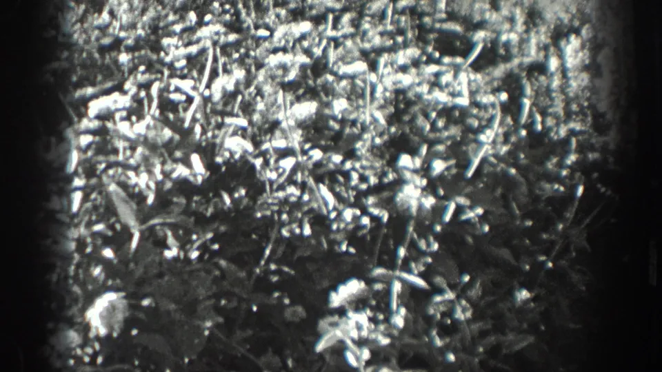 Black-and-white 8mm frame from the California garden scene, focused on sunlit leaves and small flowers.