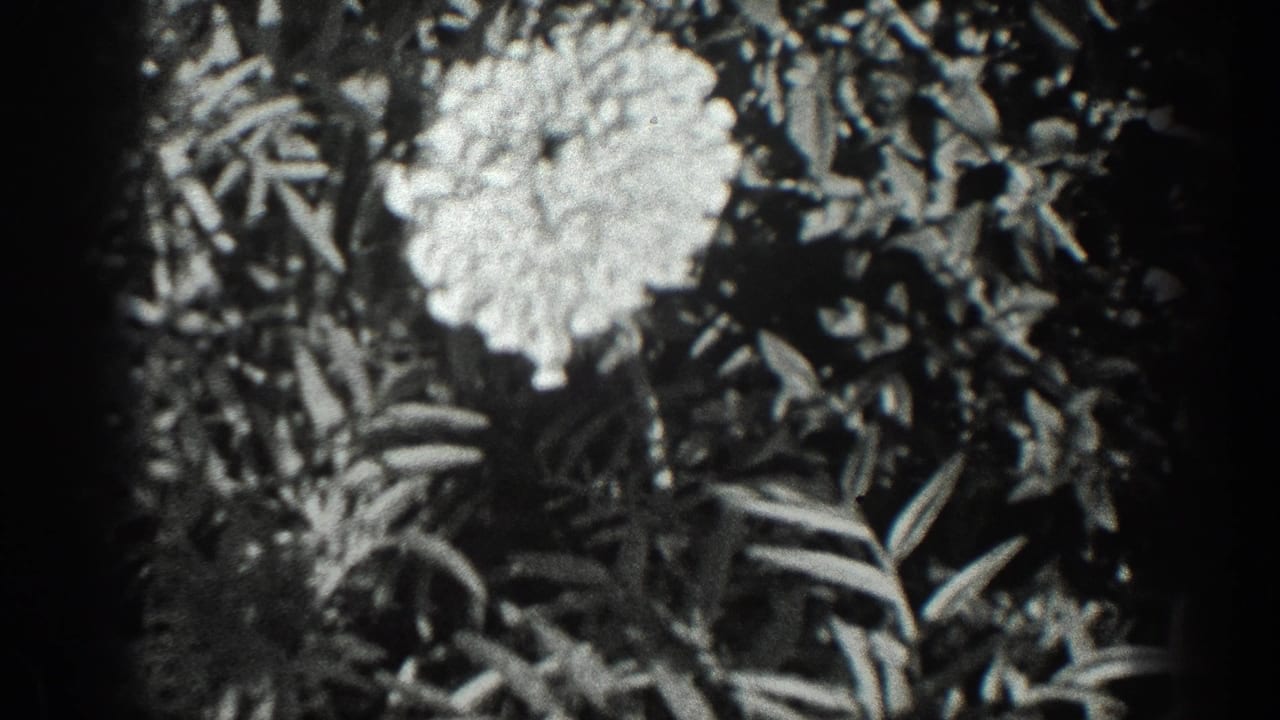 1936 California 8mm frame showing a large pale garden flower amid dense foliage with dark film-edge vignetting.
