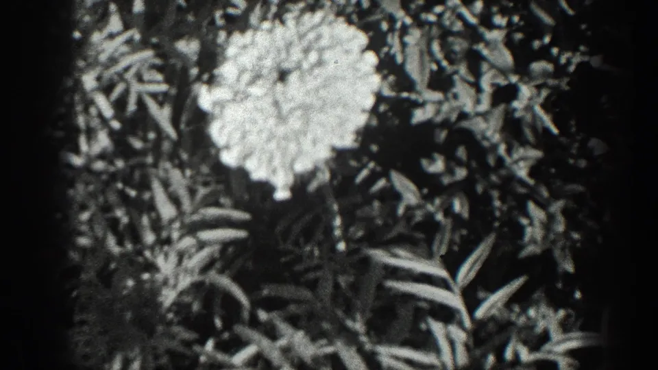 1936 California 8mm frame showing a large pale garden flower amid dense foliage with dark film-edge vignetting.