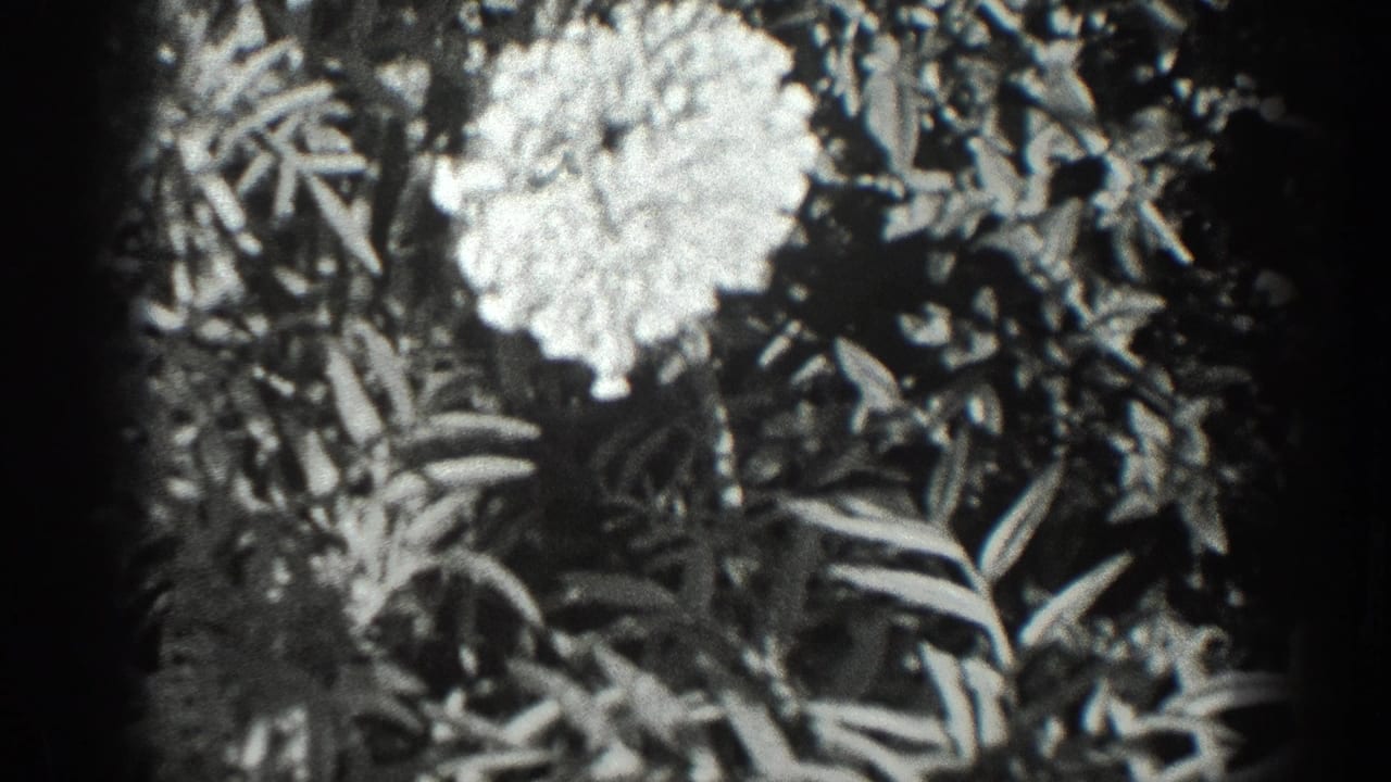 Black-and-white 8mm view of a pale garden flower and surrounding foliage, likely from the 1936 California home-movie clip.
