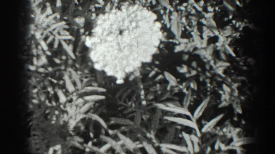 Soft black-and-white home-movie frame of a bright garden flower above layered leaves in 1930s California footage.
