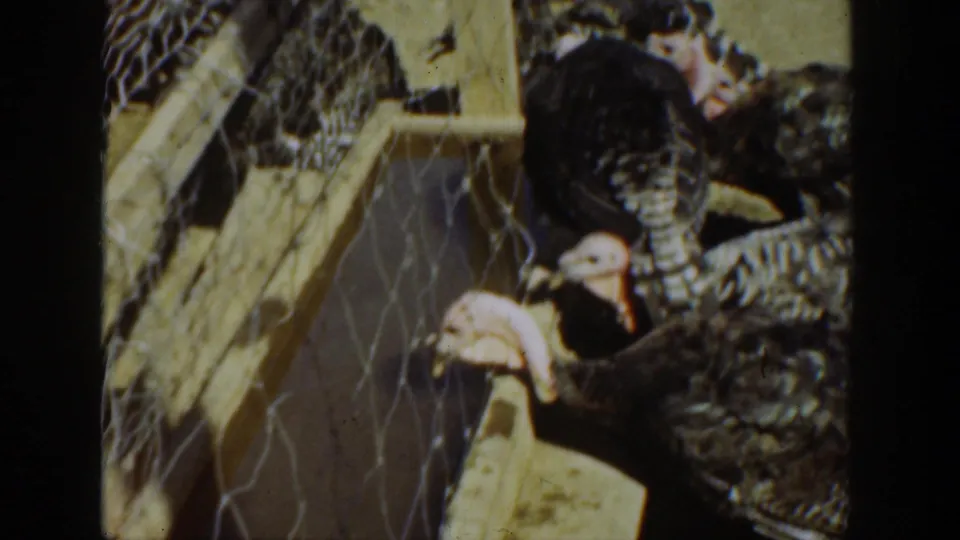 1936 California 8mm frame showing turkeys crowded at a wooden pen with chicken wire mesh.
