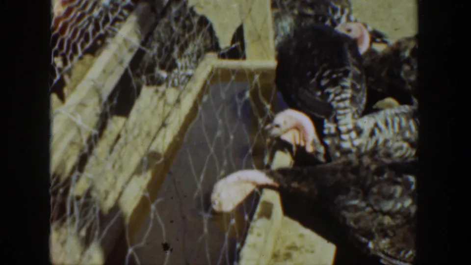 Warm-toned 8mm frame of turkeys at a chicken-wire fence, their heads visible through the mesh of a wooden enclosure.