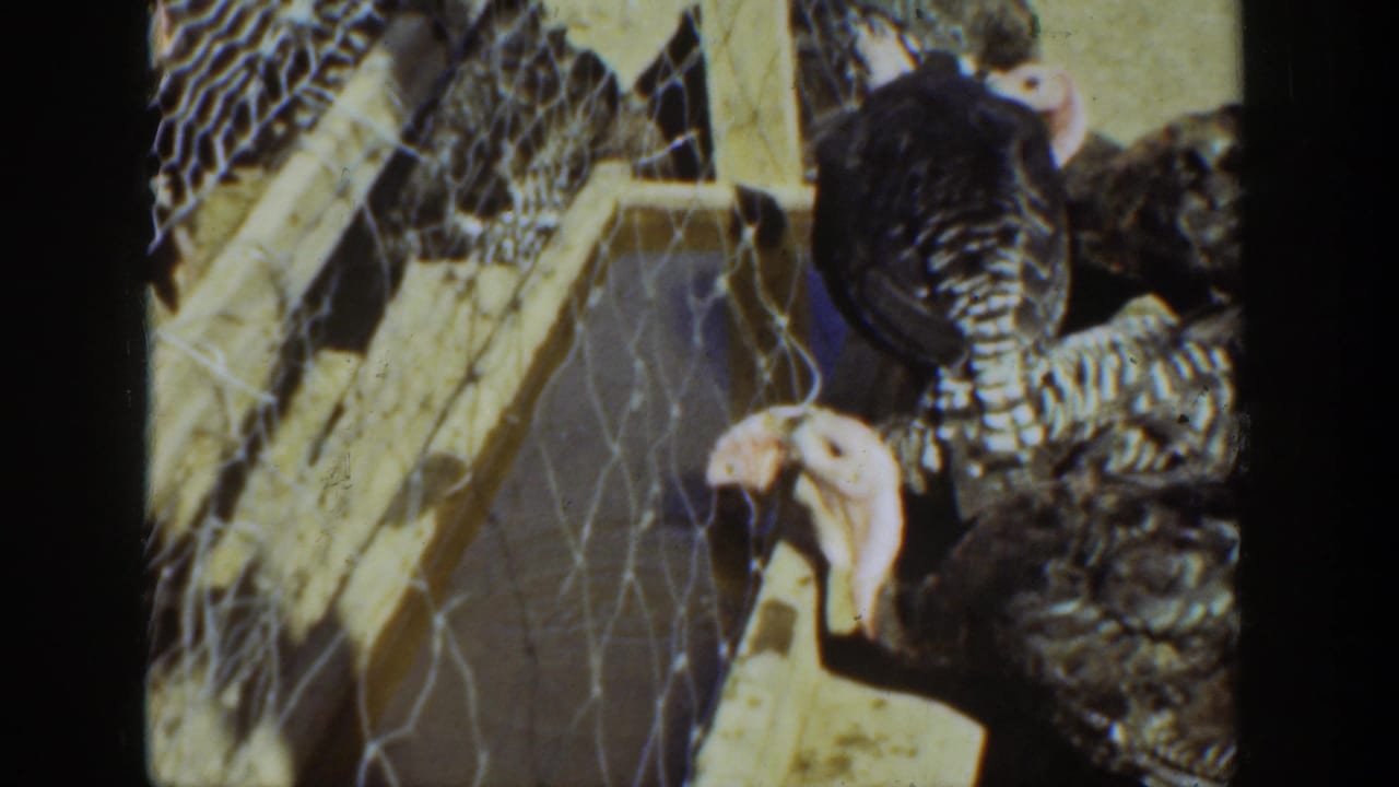 1936 California home-movie frame showing turkeys in a wire-mesh pen beside rough wooden framing.