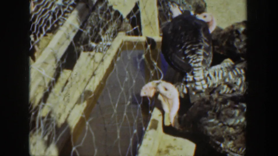 1936 California home-movie frame showing turkeys in a wire-mesh pen beside rough wooden framing.