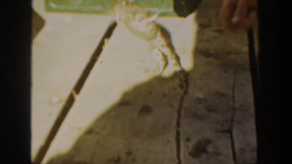 1936 California 8mm frame showing a small frog near a person's hand and leg, with a thin stick or strap crossing the bright wooden surface.