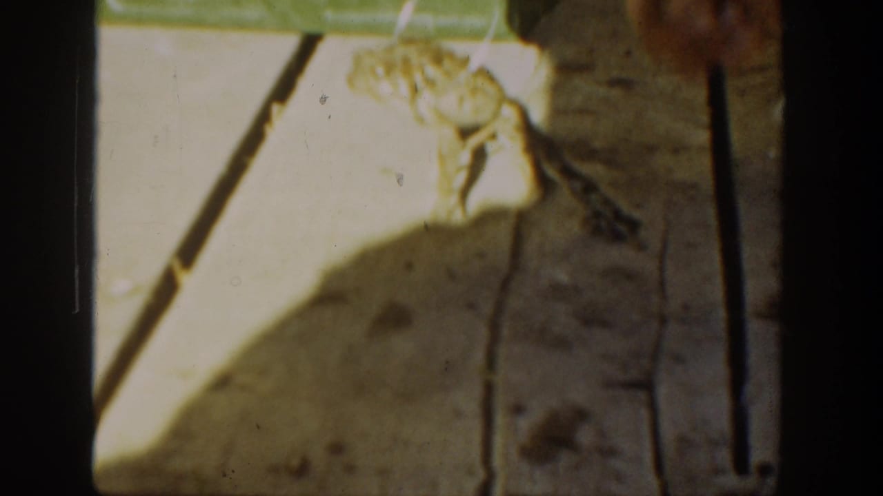 1936 California 8mm frame showing a frog on a wooden surface with fishing line nearby, partly overexposed and softly focused.