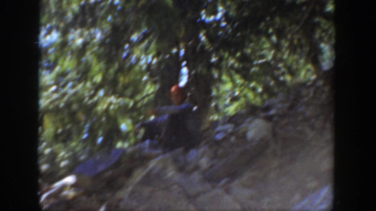 1936 California home-movie frame showing a man partly hidden among trees and rocks in a wooded canyon setting.