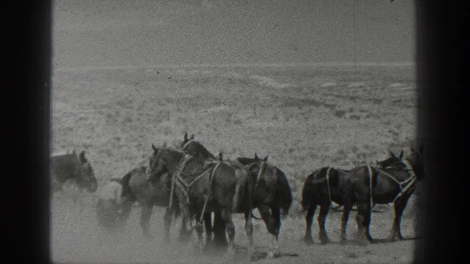 Harnessed draft horses gather on a sandy California beach, with dust and ocean surf visible in the distance.