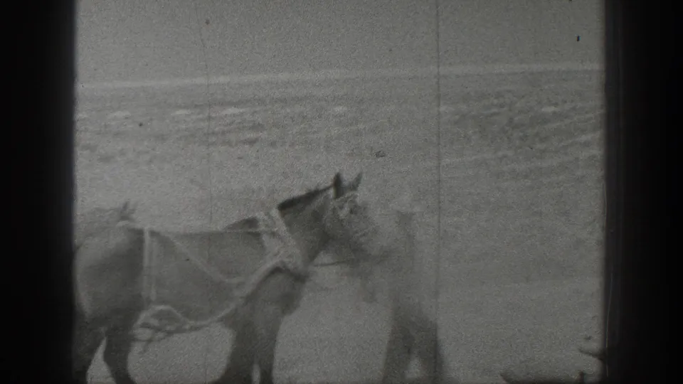A harnessed horse is seen in soft focus in an open California field, with dust and film grain visible across the frame.