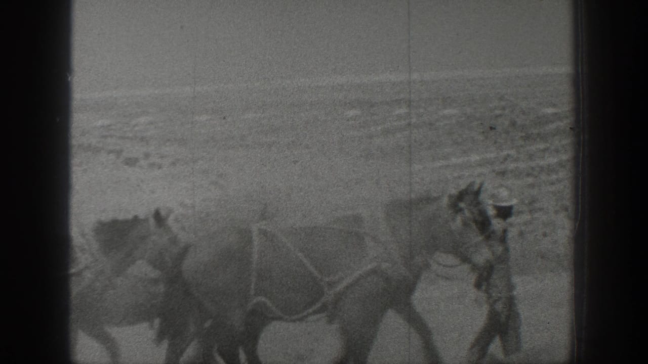 1936 California home-movie frame showing harnessed horses in a dry desert landscape, with a handler partly visible near the team.