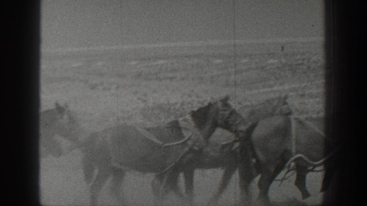 Harnessed horses cross a dry California desert setting in grainy 1936 8mm footage, with wagon or tack elements partly visible.