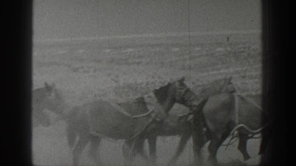 Harnessed horses cross a dry California desert setting in grainy 1936 8mm footage, with wagon or tack elements partly visible.
