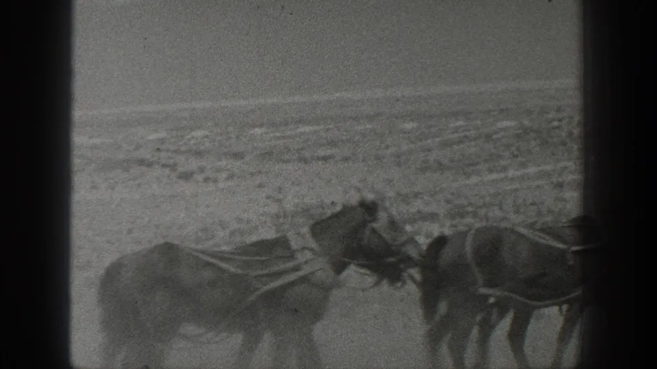 Grainy 1936 California frame showing a harnessed horse team in profile against a sparse desert landscape.