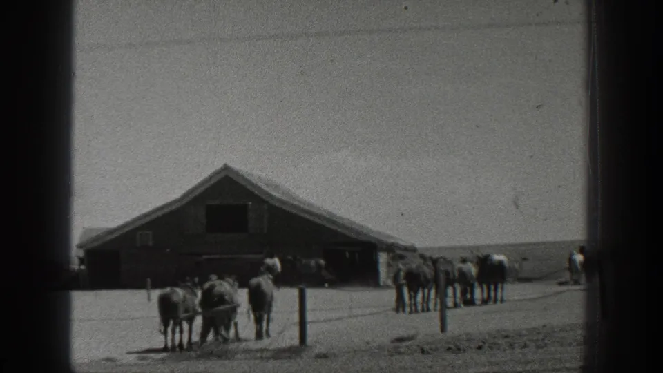 Horse teams gather near a large barn in rural California, filmed in grainy black-and-white 8mm footage from 1936.