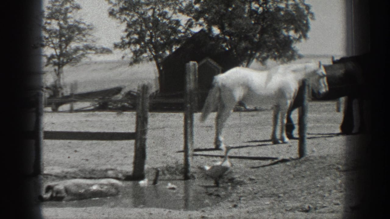 White horse near a fence with geese and a trough in the farmyard.