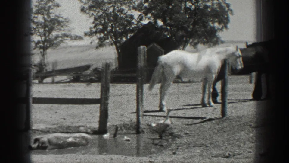 1936 California farmyard view with a white horse, geese, rail fencing, trees, and a water trough or tank.