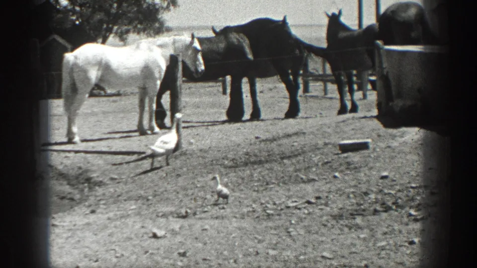 1936 California rural yard frame with horses gathered by a trough and geese crossing the open dirt ground.