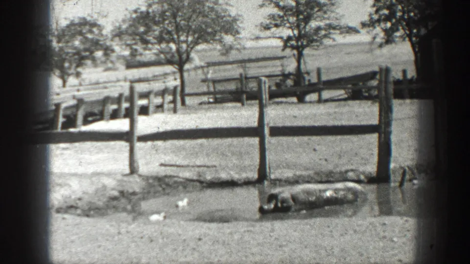 1936 California farmyard view with rail fencing, trees, open ground, and a dark animal resting near the lower edge.