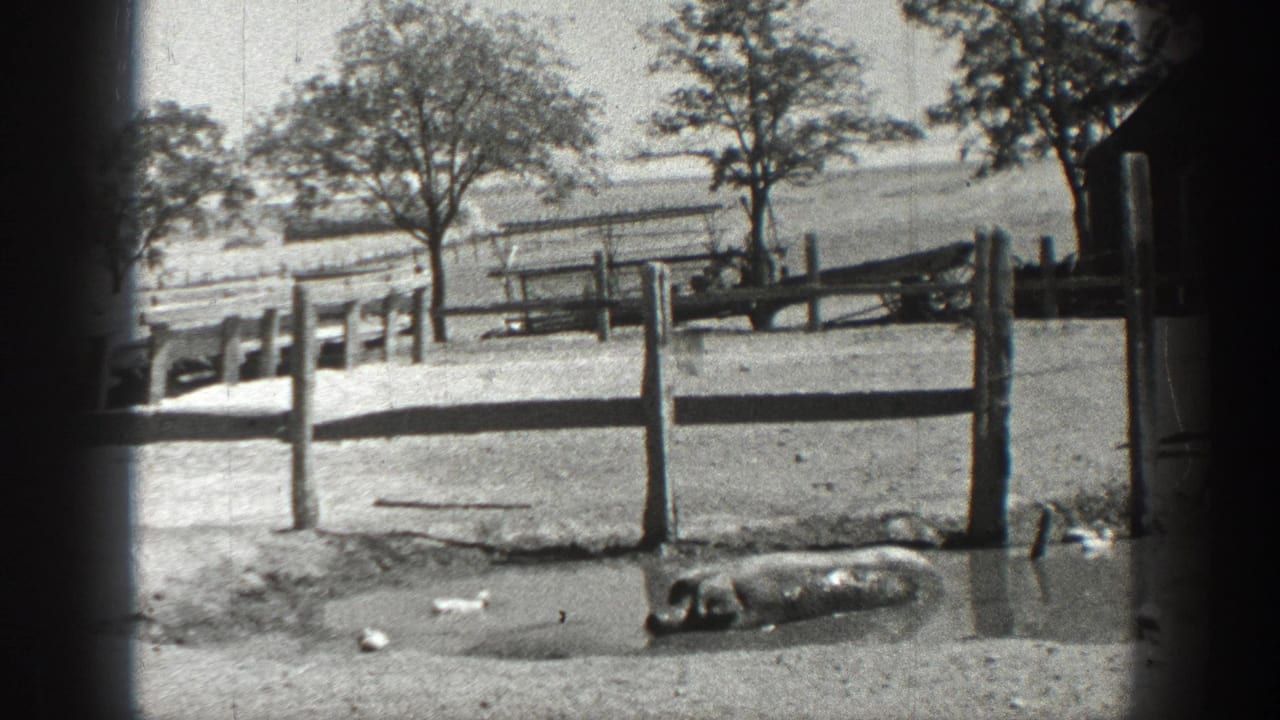 1936 California 8mm frame showing ducks by a rural fence and a pig resting in a muddy farm enclosure.