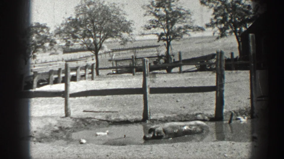1936 California 8mm frame showing ducks by a rural fence and a pig resting in a muddy farm enclosure.