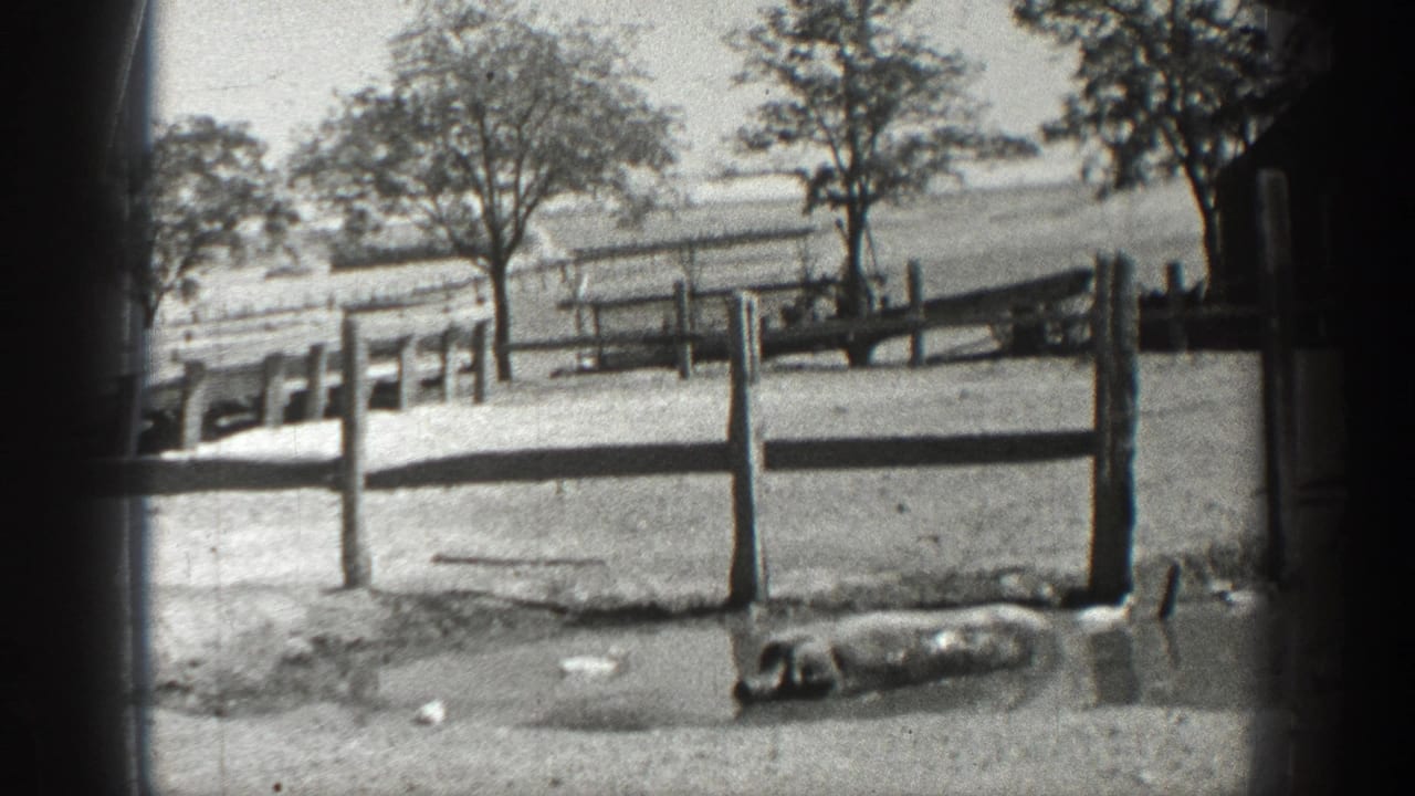 1936 California farm view with ducks near a wooden fence and a pig resting in a muddy foreground puddle.