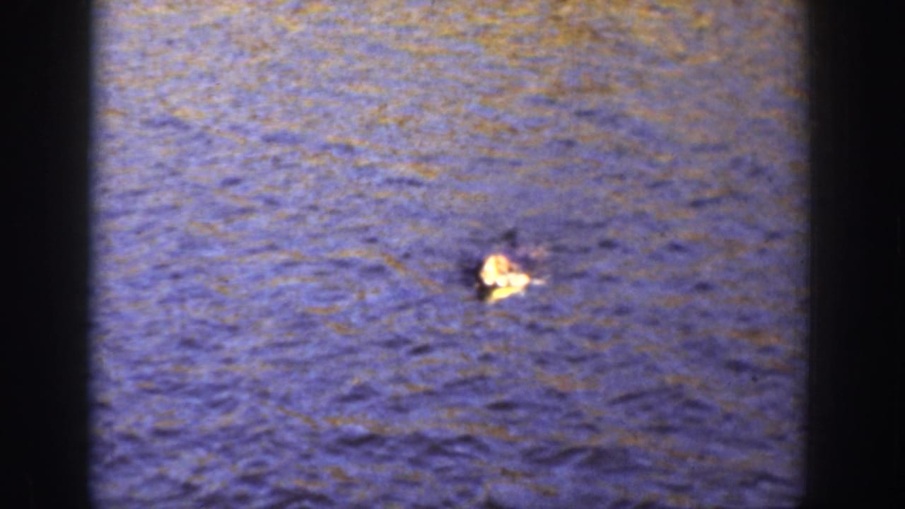 1936 California 8mm frame showing a dog swimming offshore in blue-toned water, with soft focus and dark film edges.