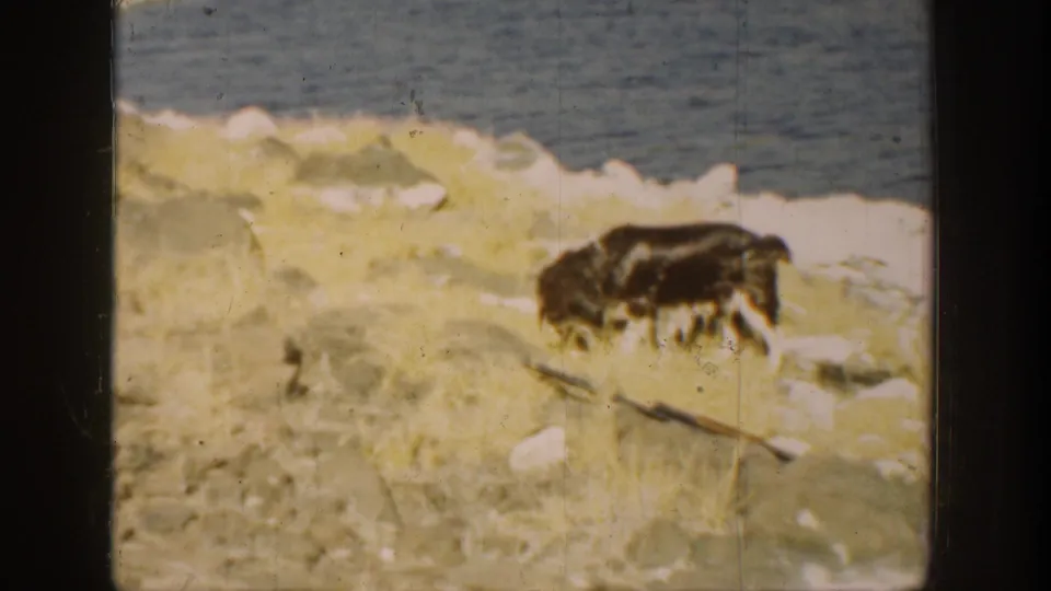 The dog appears near the rocky California shoreline with surf foam and dry grass visible in the 1936 8mm frame.