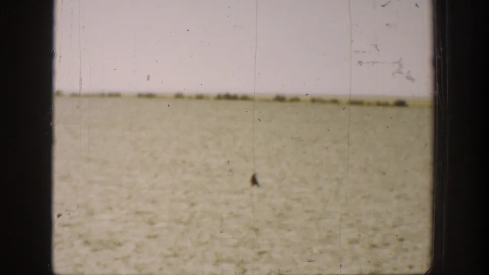 A small dark bird-like shape appears close to the ground in a dry rural field in 1930s California footage.