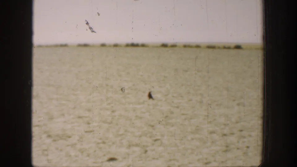 The field remains mostly empty as a dark bird-like shape appears near the ground in the distance.